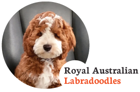 Royal Cowboy Australian Labradoodles Logo