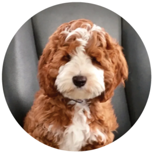 Royal Cowboy Australian Labradoodles Logo