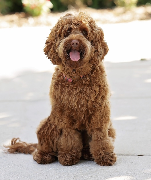 Solid Red Australian Labradoodle Momma