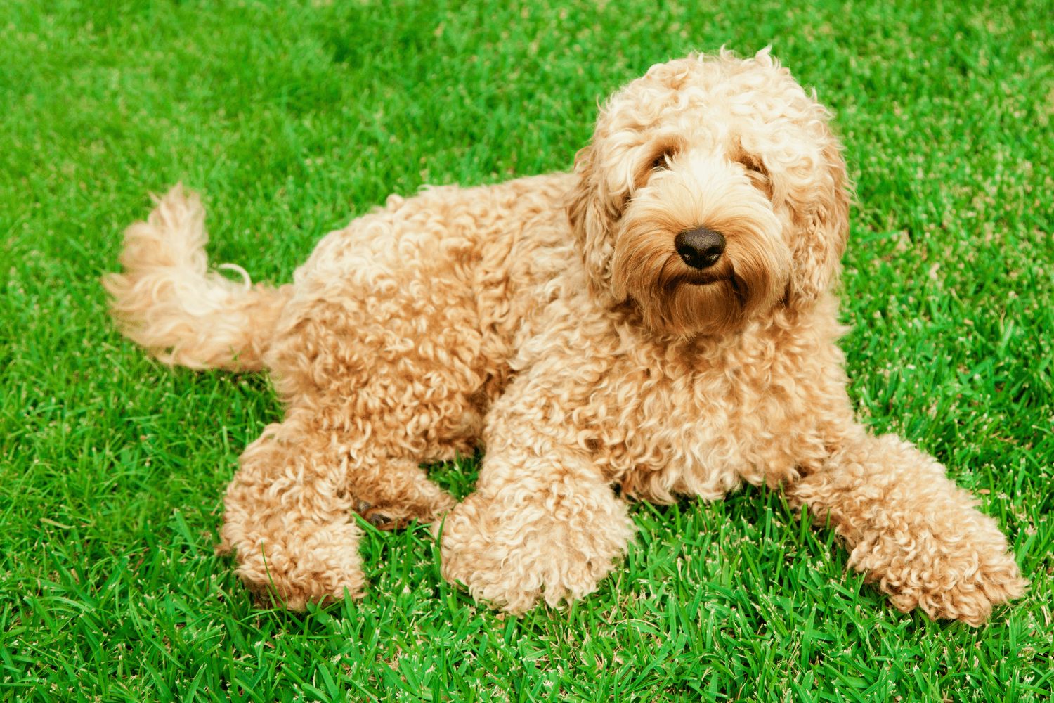 Freshly Brushed Labradoodle with a darker nose pigment