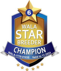 WALA Champion Star Logo