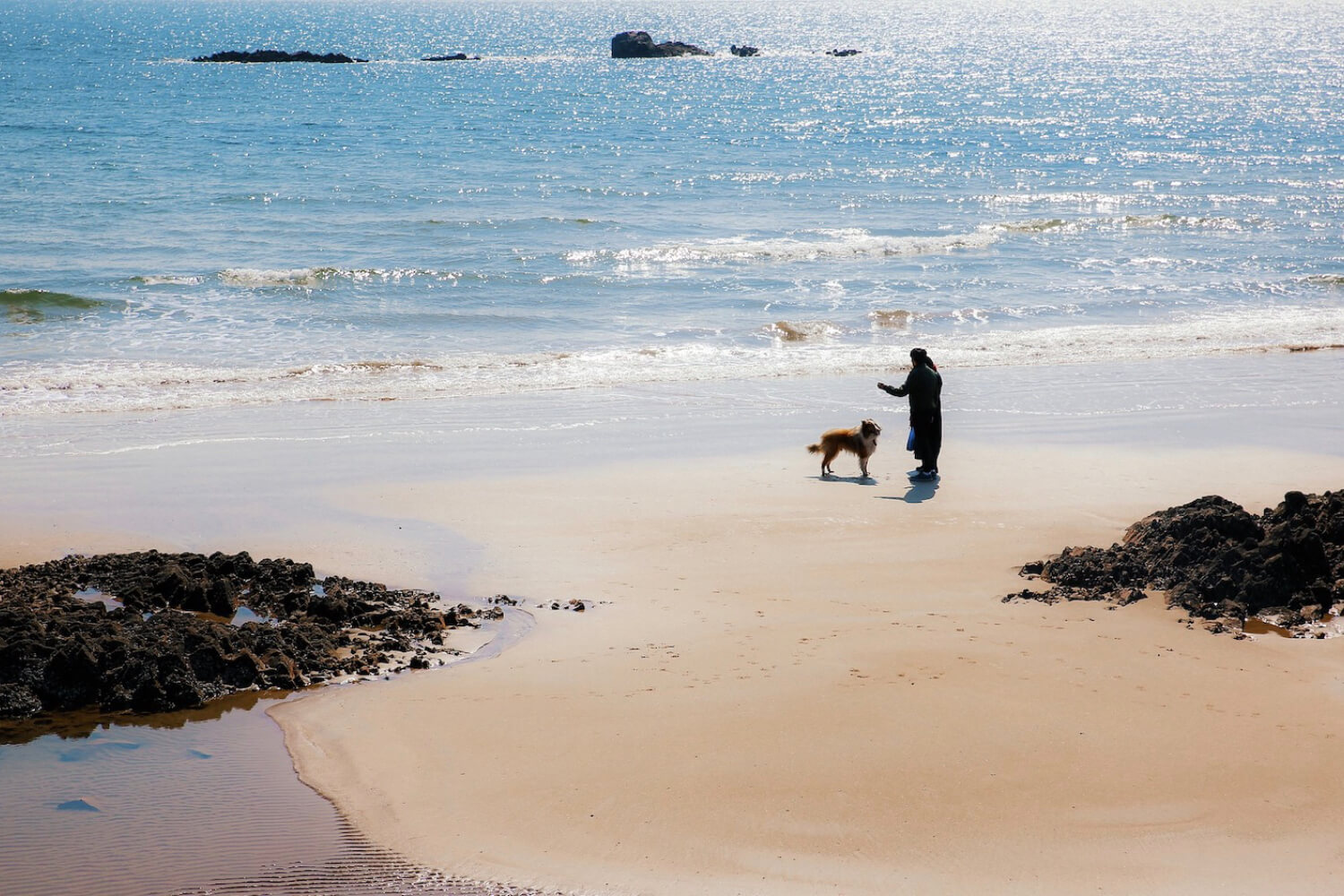 Just you and your dog having a positive experience on the beach together