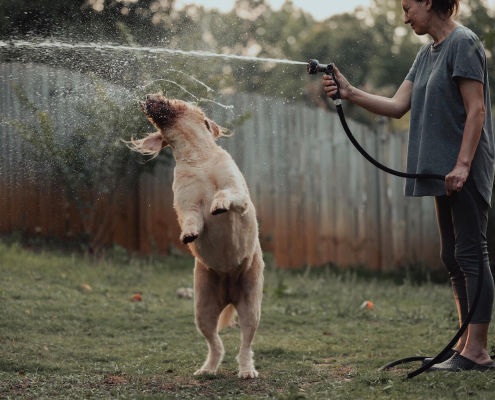 active dog playing with the water hose