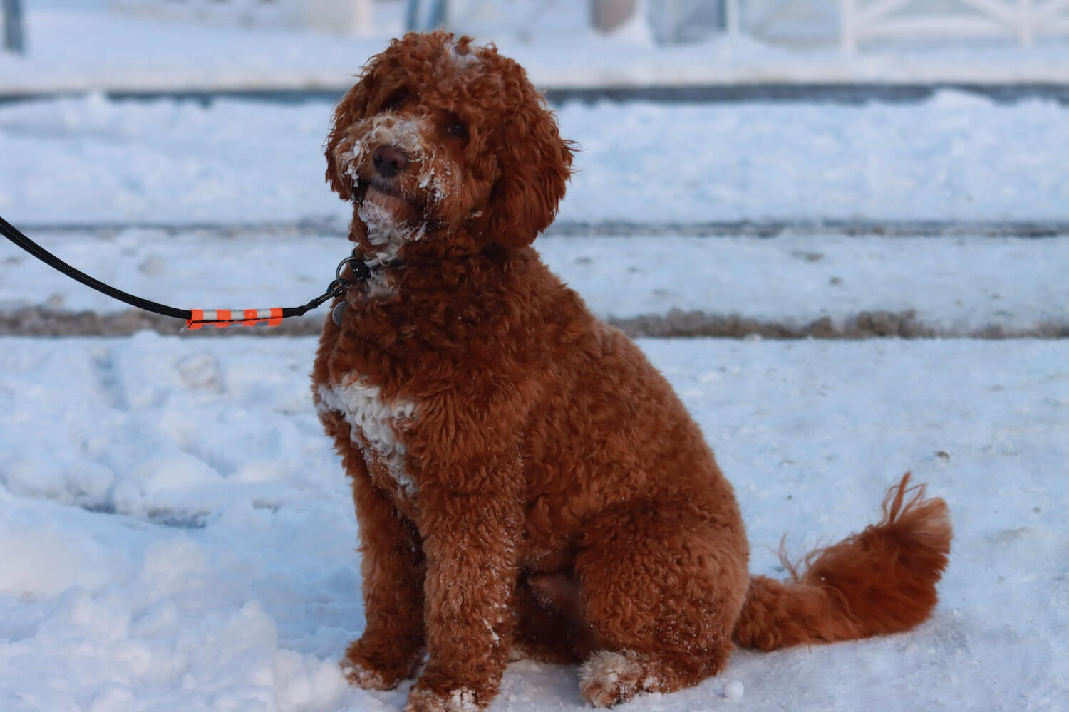 labradoodle sitting in the snow
