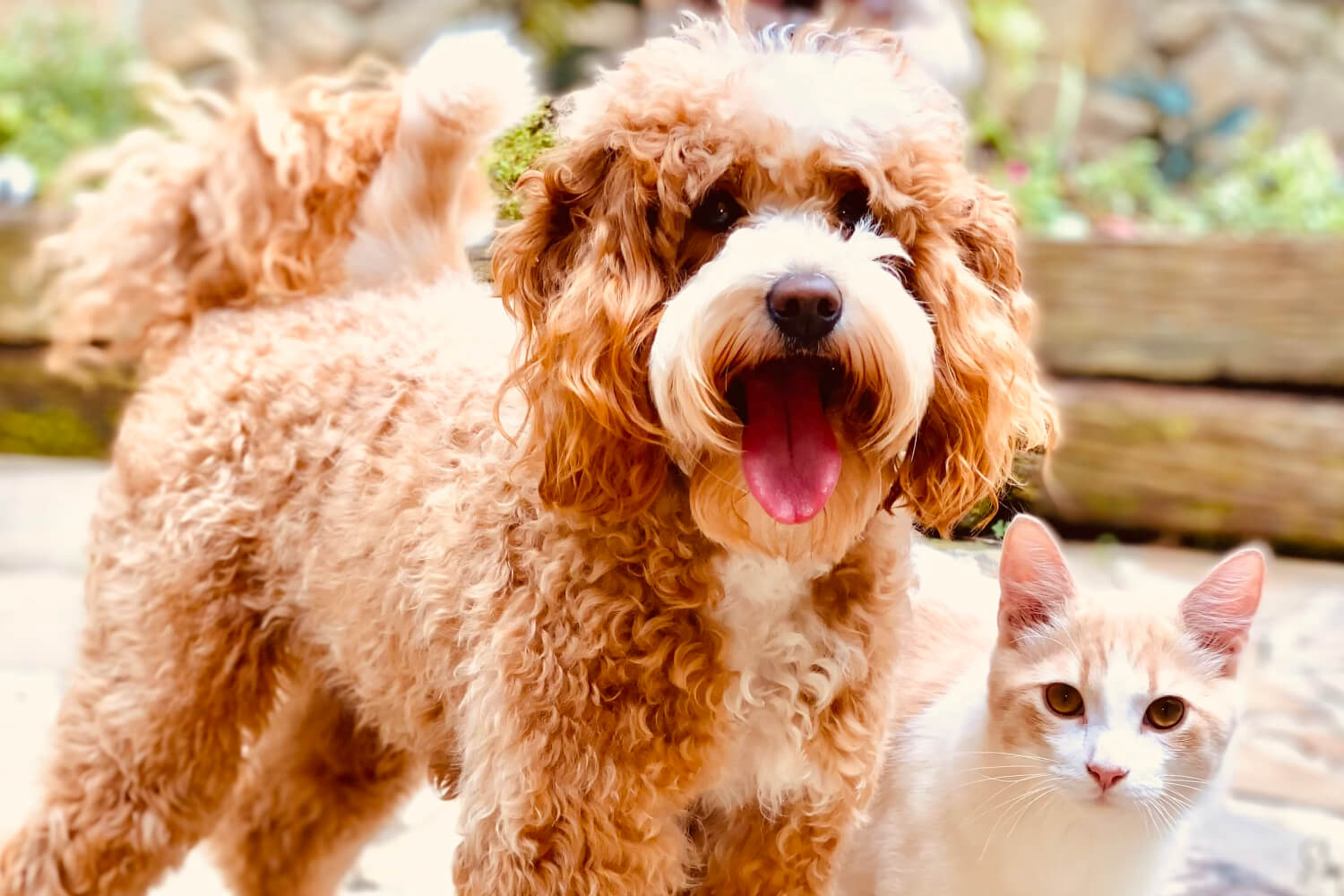 Australian Labradoodle with the cat