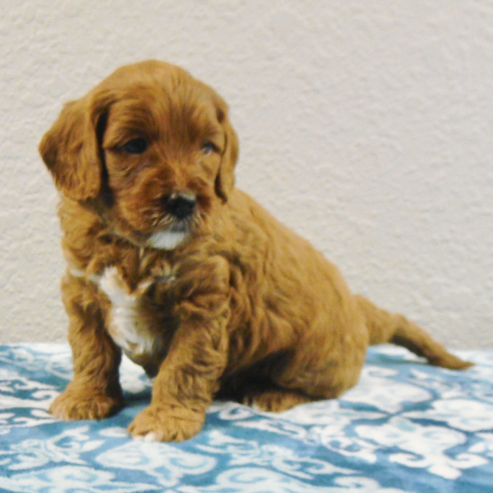 Australian Labradoodle puppy for sale