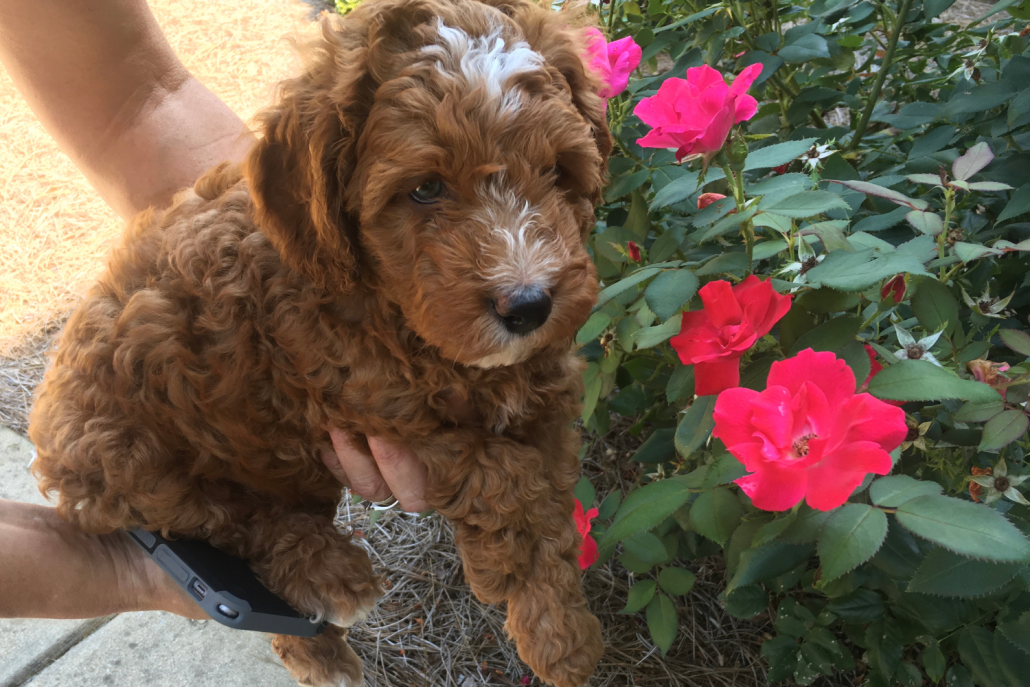 Getting To Know Your Australian Labradoodle: A Dive Into Breed ...