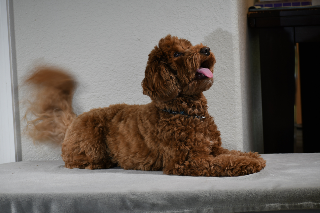 Fun And Games: Essential Activities For Your Australian Labradoodle's ...