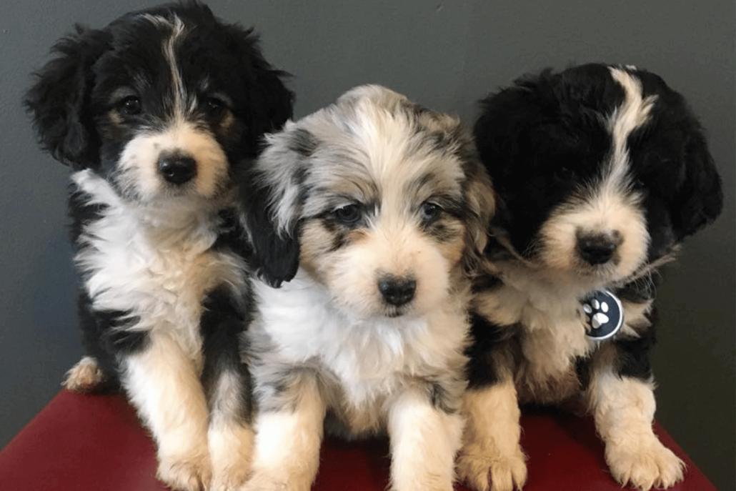 Australian Labradoodle Or Aussiedoodle? Unveiling The Differences ...
