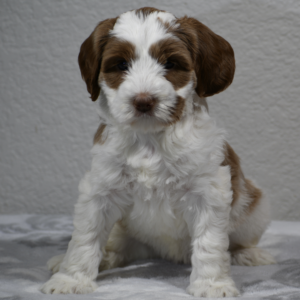 RUBY Royal Heavenly RUBY at Royal Australian Labradoodles