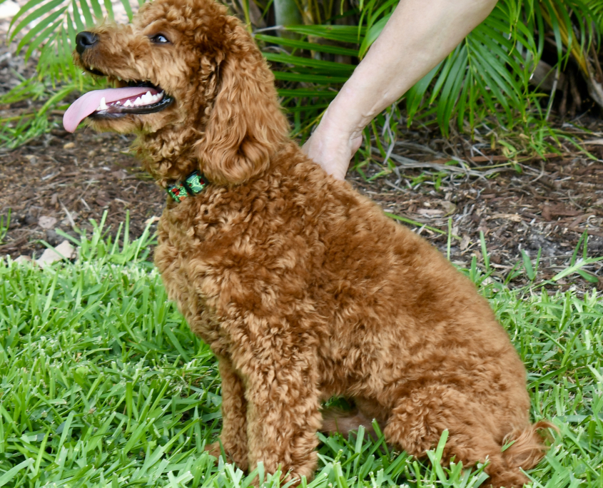 Royal Australian Labradoodles Stud Sir ARCHIE