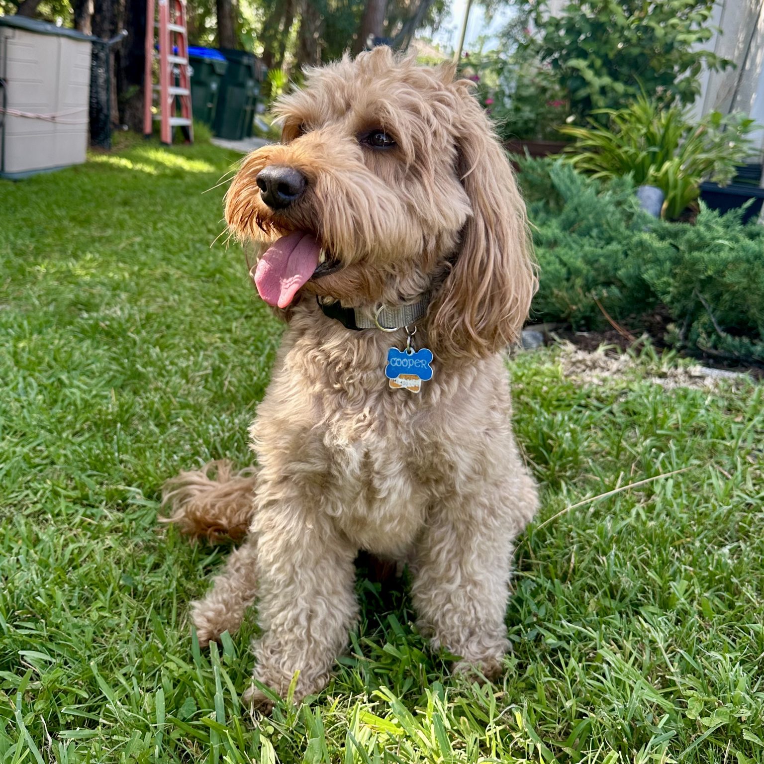 Royal Australian Labradoodles Cooper