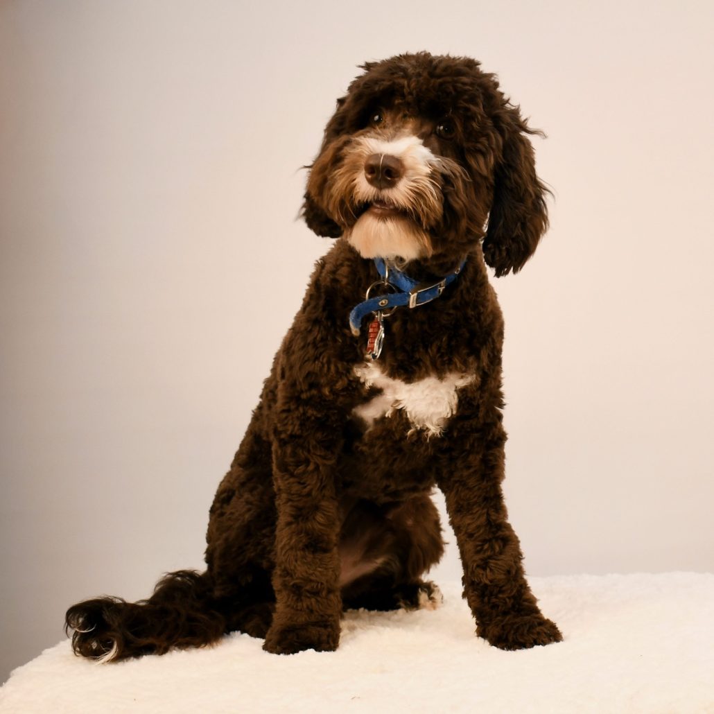 Lakota chocolate phantom australian labradoodle